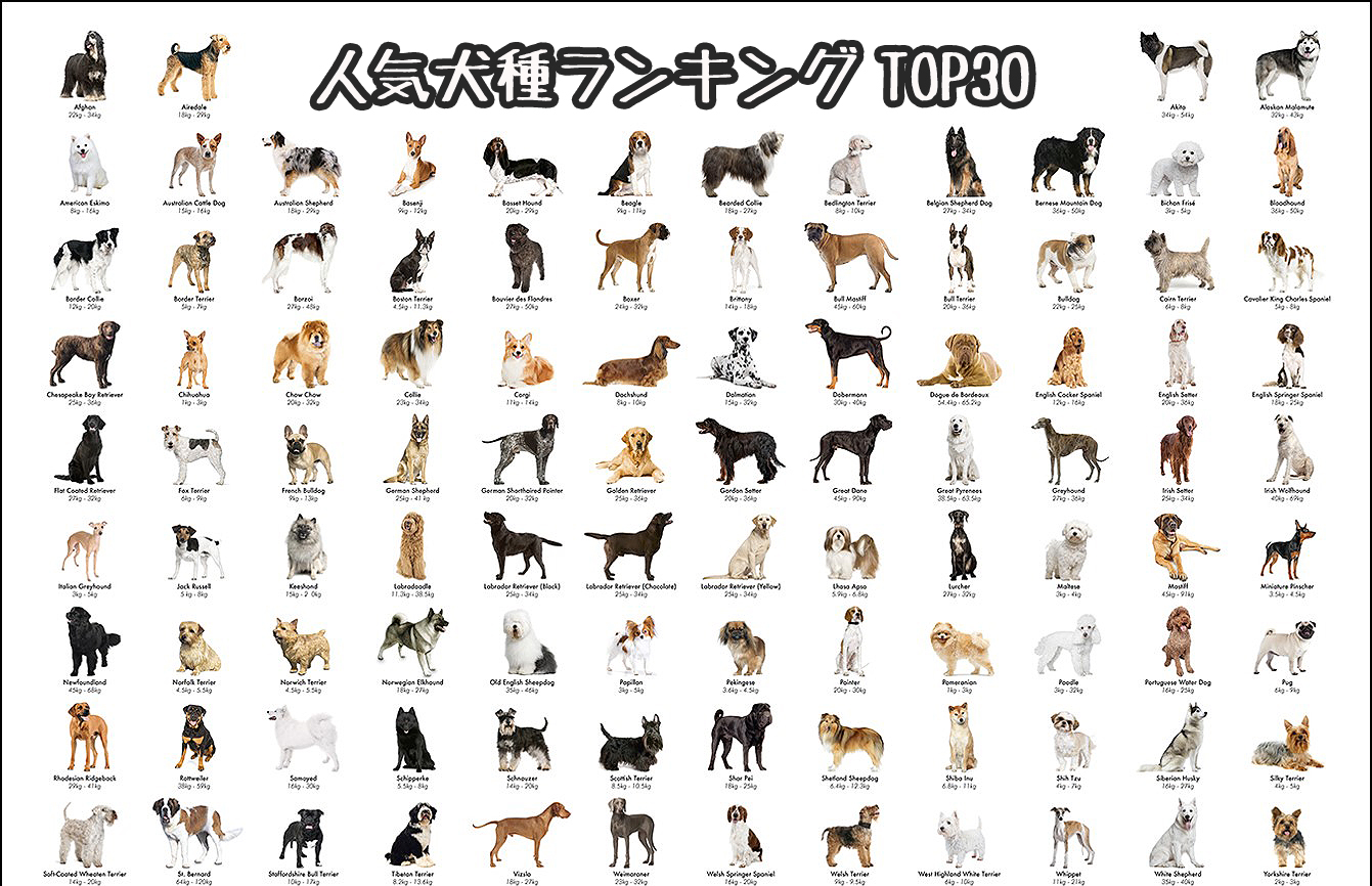 日本 アメリカ別の人気犬種ランキング 18最新版 ボストンテリアは何位