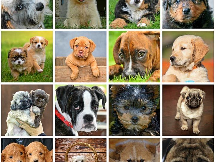日本 アメリカ別の人気犬種ランキング 最新版 ボストンテリアは何位